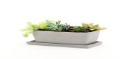 Succulent Planter 1 Pc - White