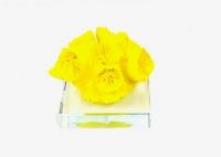 Coral Paper Weight Yellow