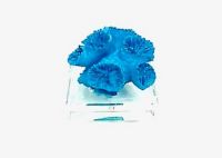 Coral Paper Weight Blue